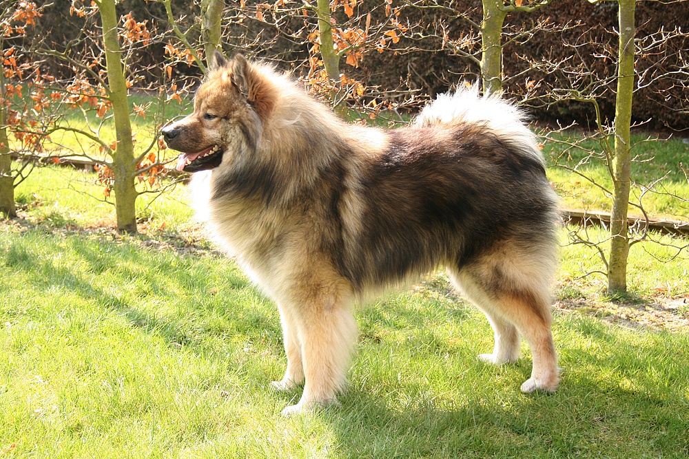 Caius meine Eurasier in Noordwijk (2)