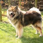 Caius meine Eurasier in Noordwijk (3)