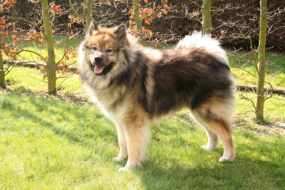 Caius meine Eurasier in Noordwijk (3)