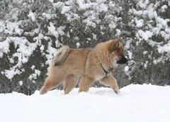 Caius von der Eschenburg 14 Wochen alt im Winterurlaub