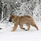 Caius von der Eschenburg 14 Wochen alt im Winterurlaub