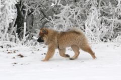 Caius von der Eschenburg 14 Wochen alt im Winterurlaub