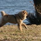 Caius von der Eschenburg 18 Wochen alt auf den Rheinwiesen in Riehl