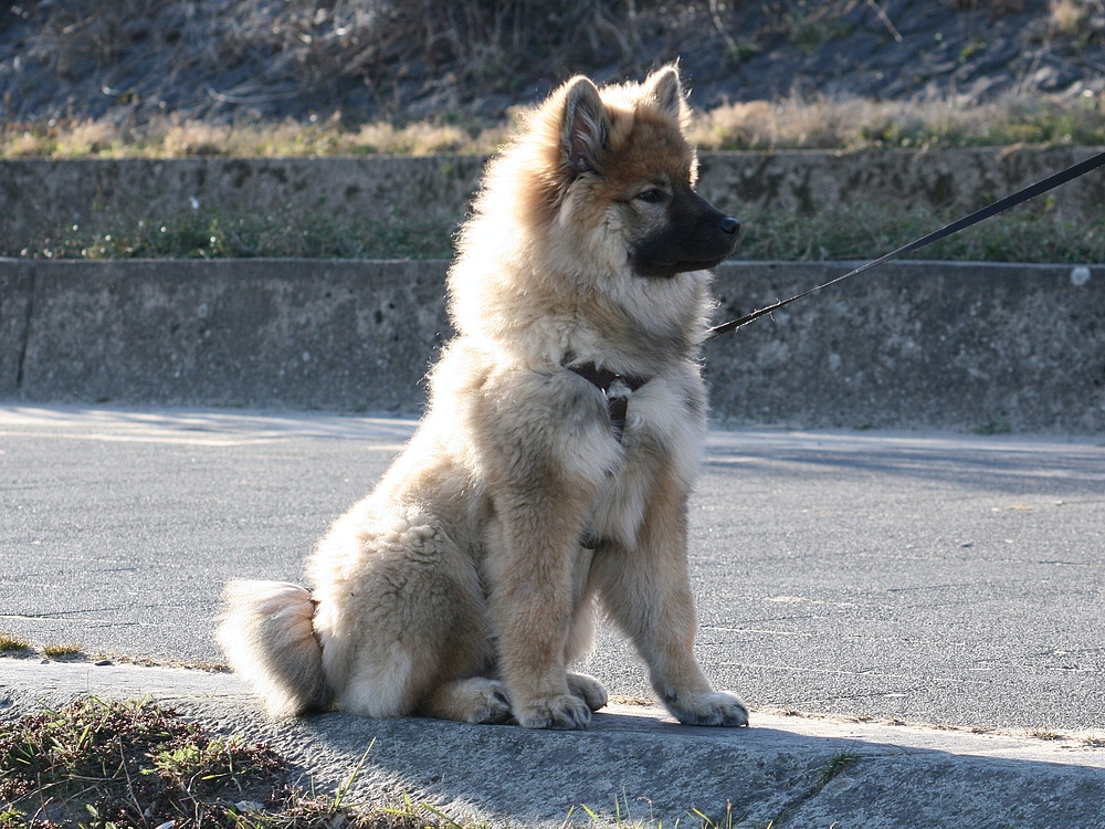 Caius von der Eschenburg 18 Wochen alt beim Spaziergang braucht mal eine Pause