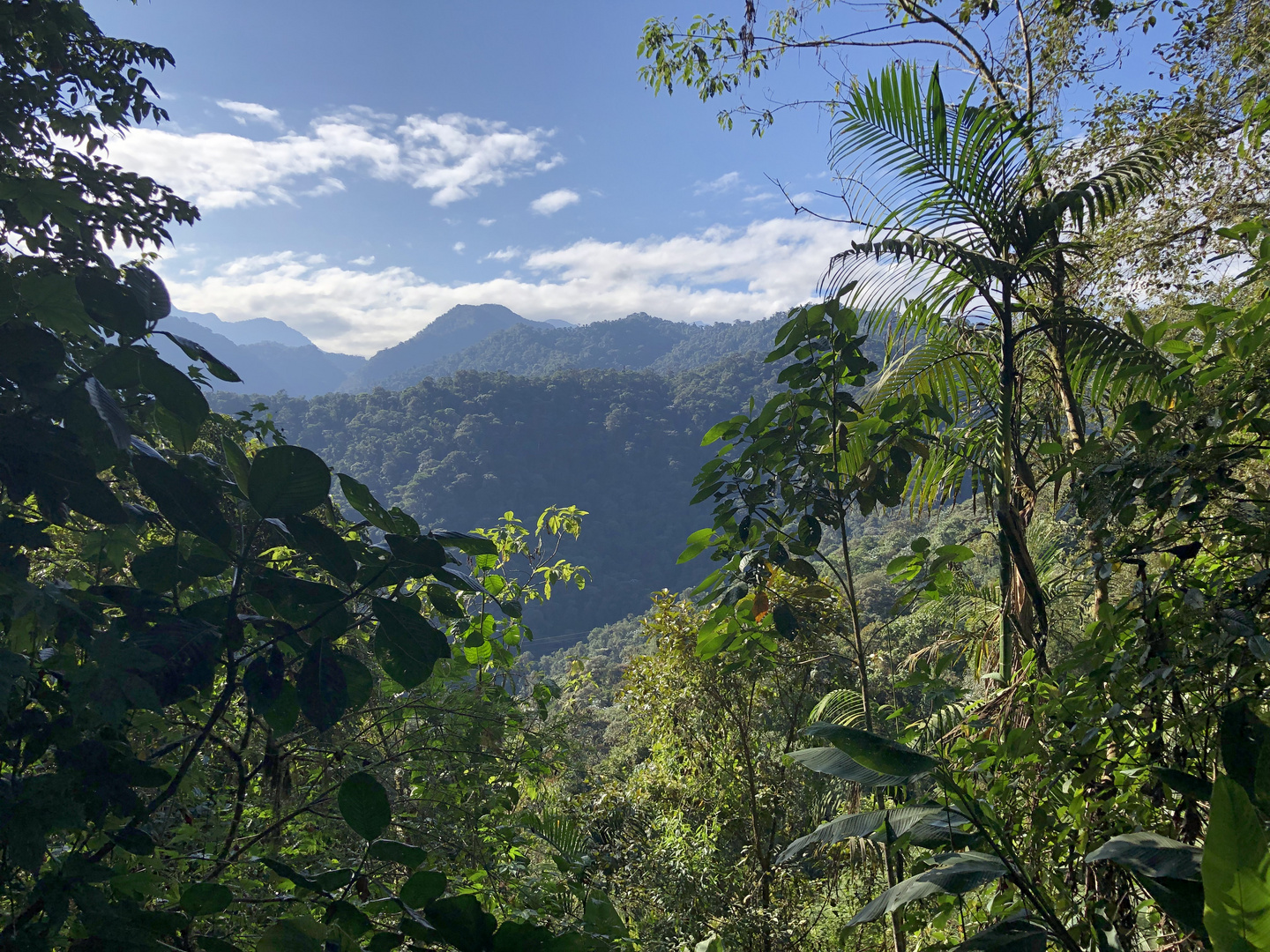 Cajas NP 3