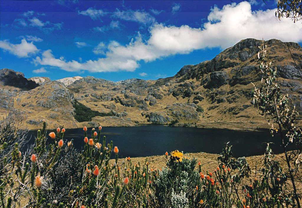 Cajas NP