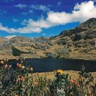 Cajas NP