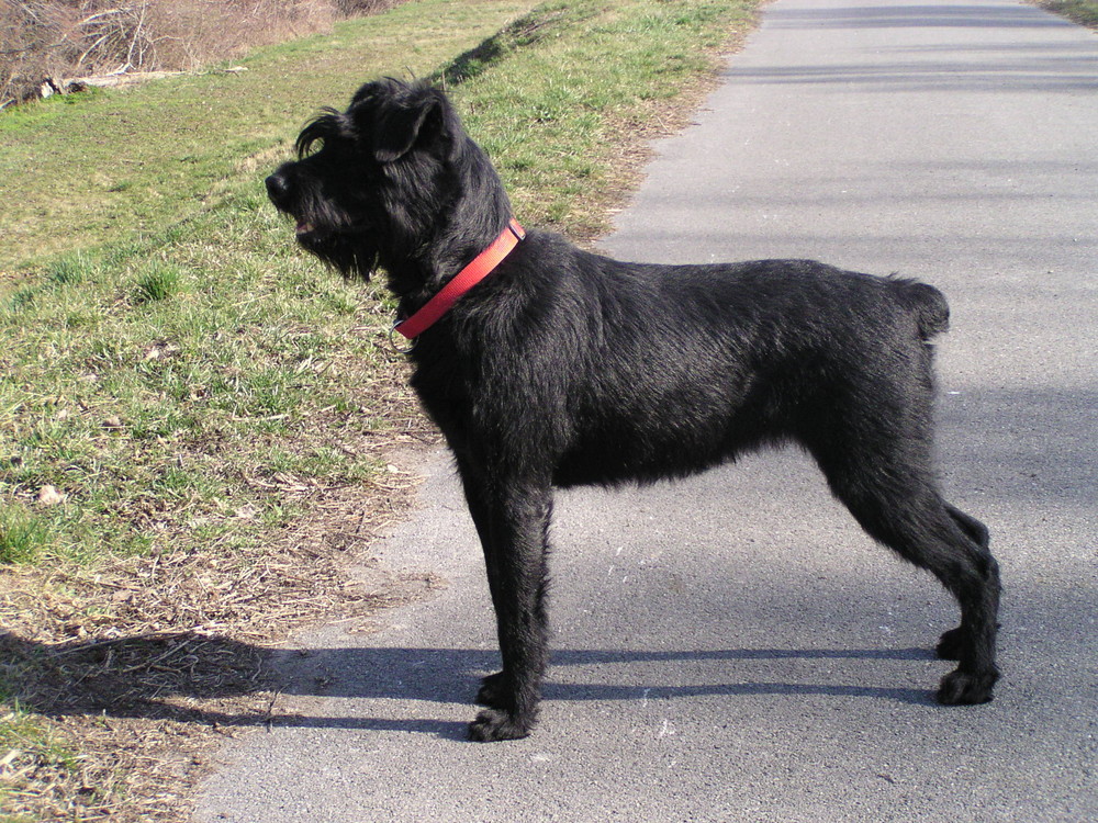 Cajenne_Riesenschnauzer