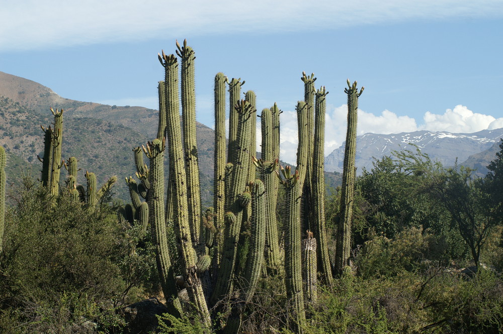 Cajon de Maipo Cactus Foto & Bild plants, fungi & lichens, cacti