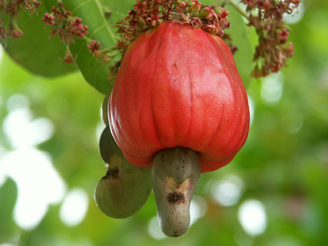 Cajú Frucht