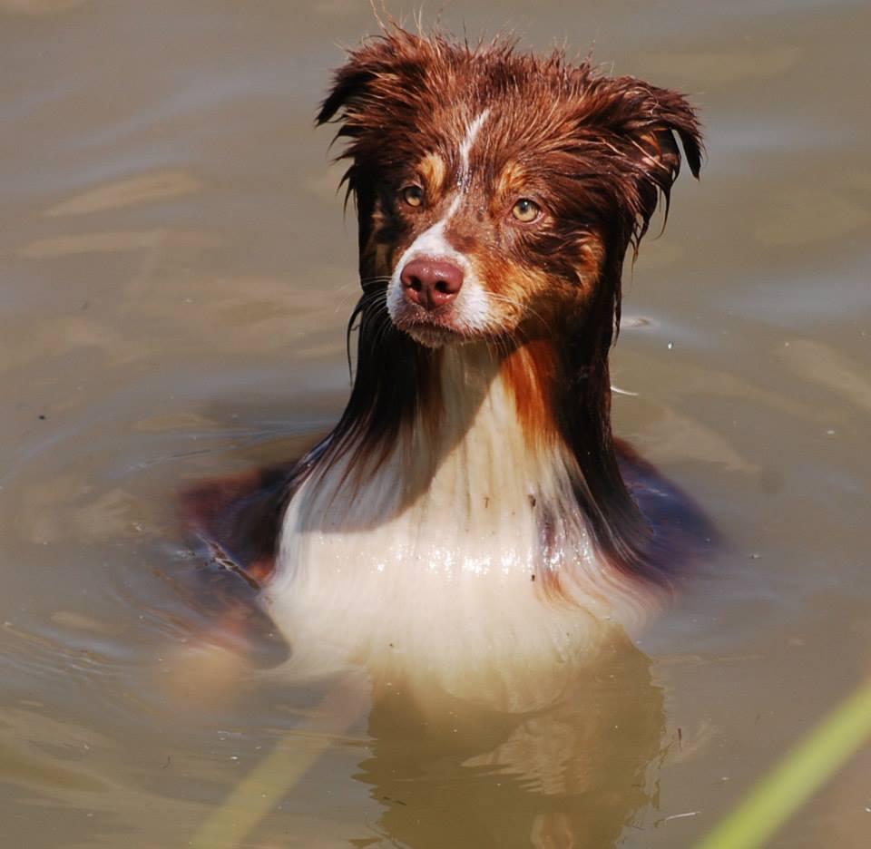 Cajun der Aussie Otter