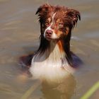 Cajun der Aussie Otter