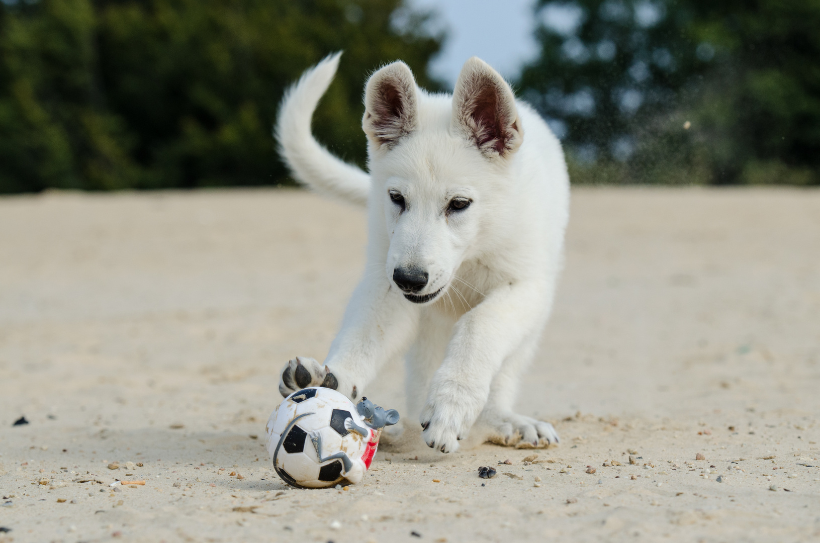 Cajun mit seinem Lieblingsball