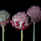 Cake-Pops I