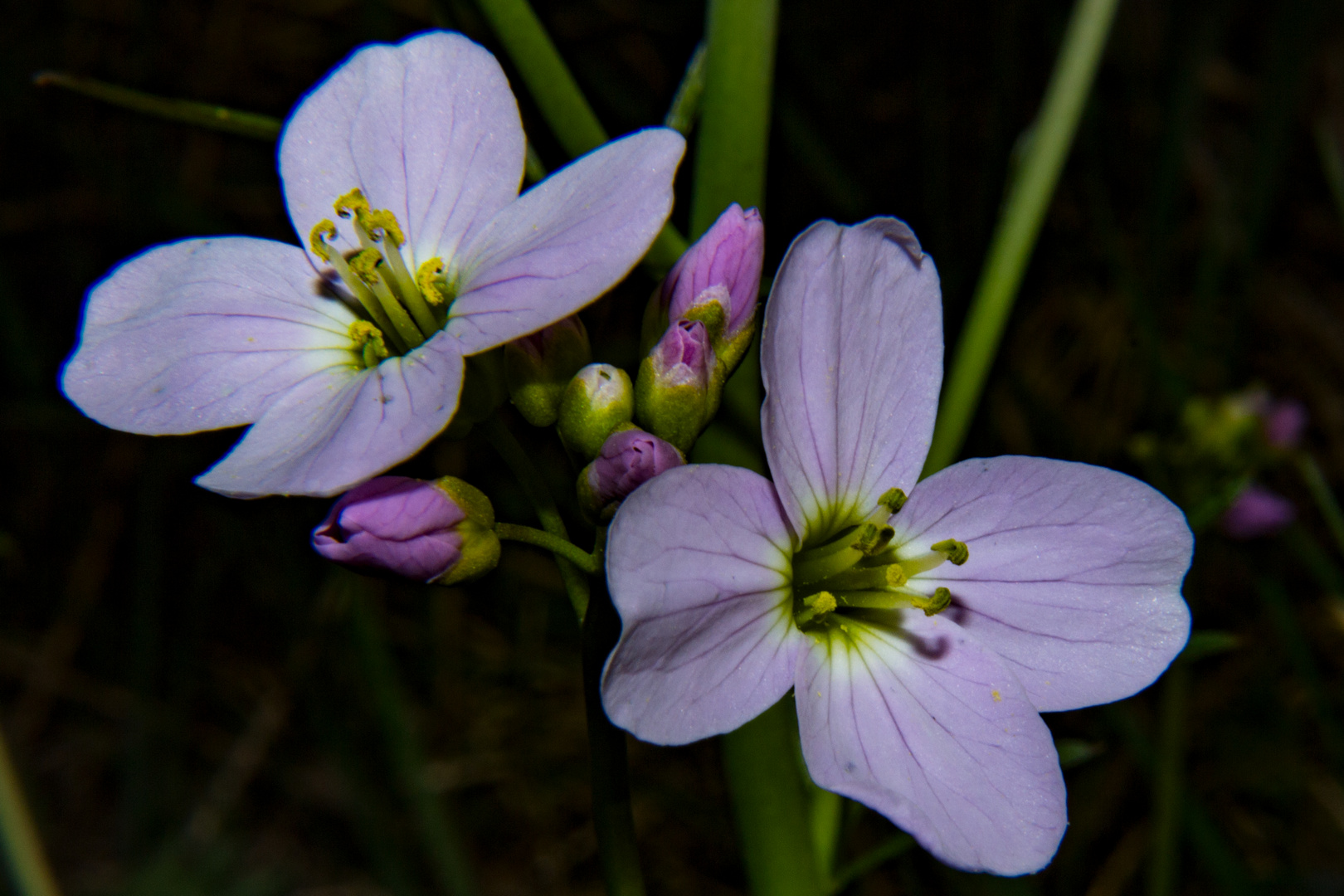 Cakile maritima