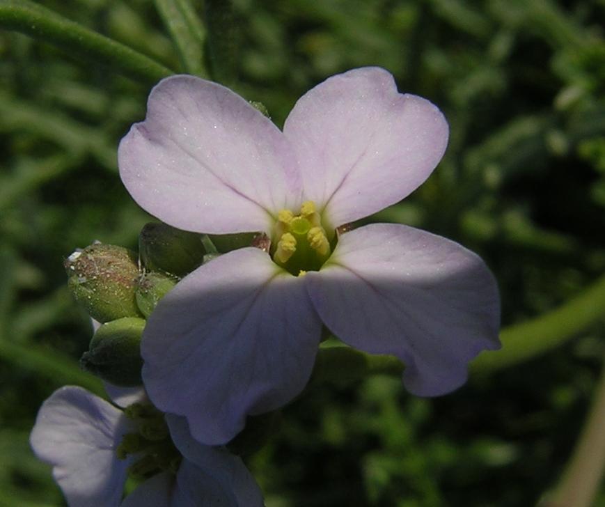 Cakile maritima