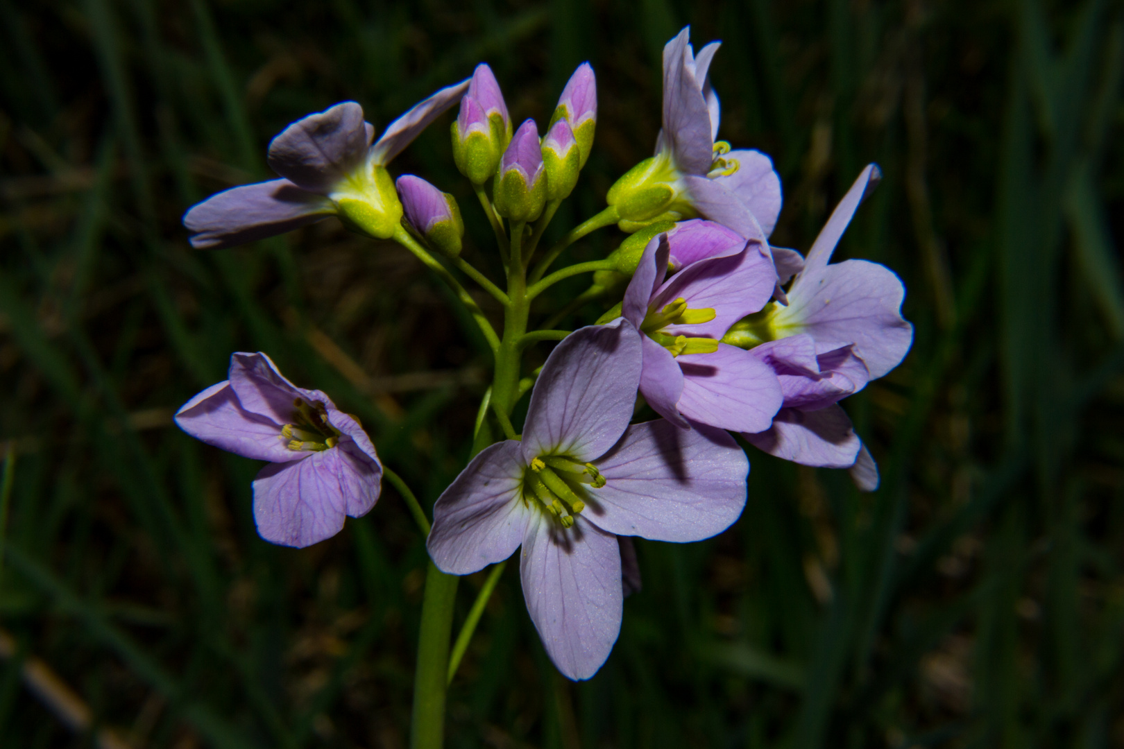 Cakile maritima