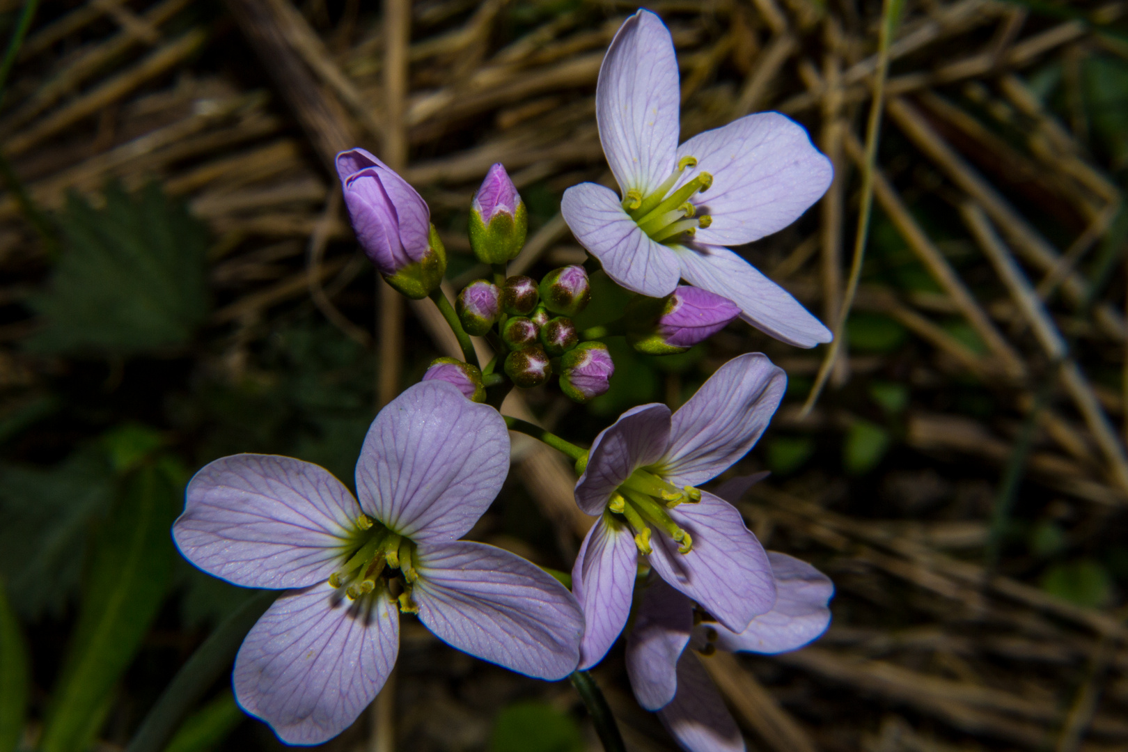 Cakile maritima  II