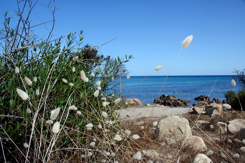 Cala Ginepro