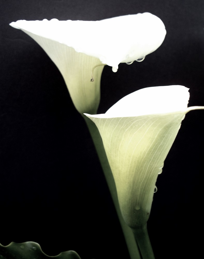 Cala Lilies