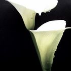 Cala Lilies