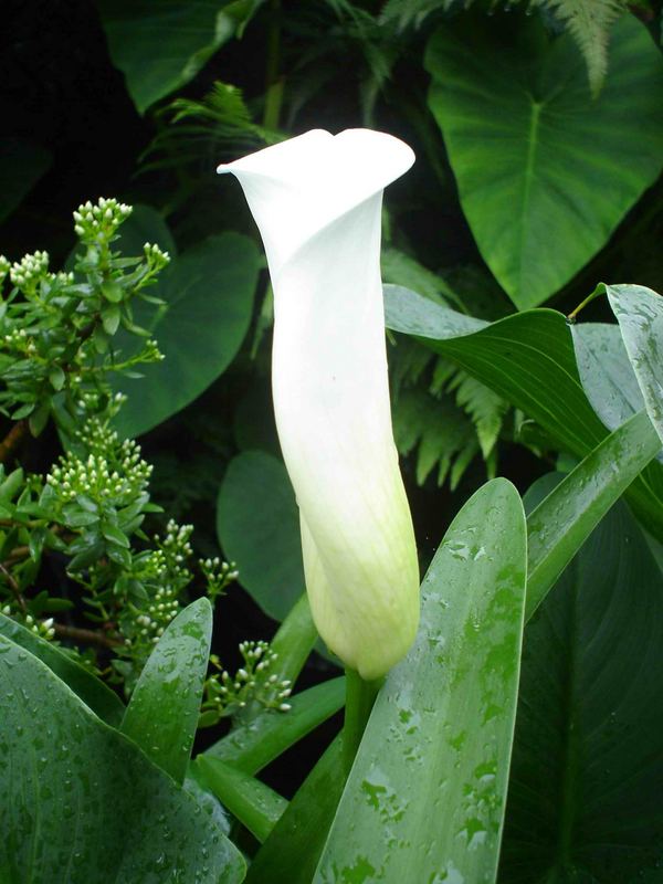 Cala Lilly - Still not opened. With a nice backdrop