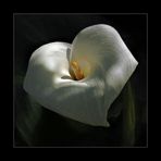 Cala Lily