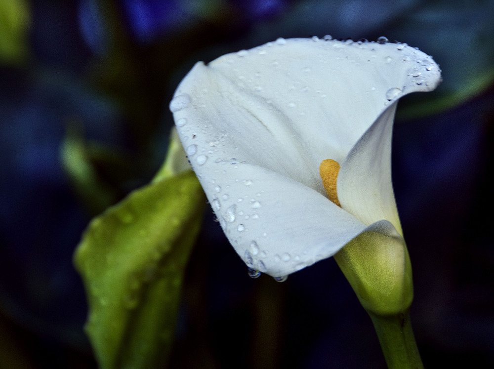 'cala lily dream'