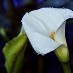 'cala lily dream'