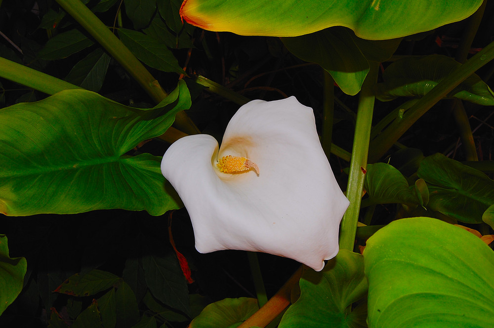 CALA O FLOR DE LA VELA