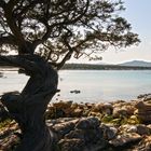 cala sabina golfo aranci,sardegna