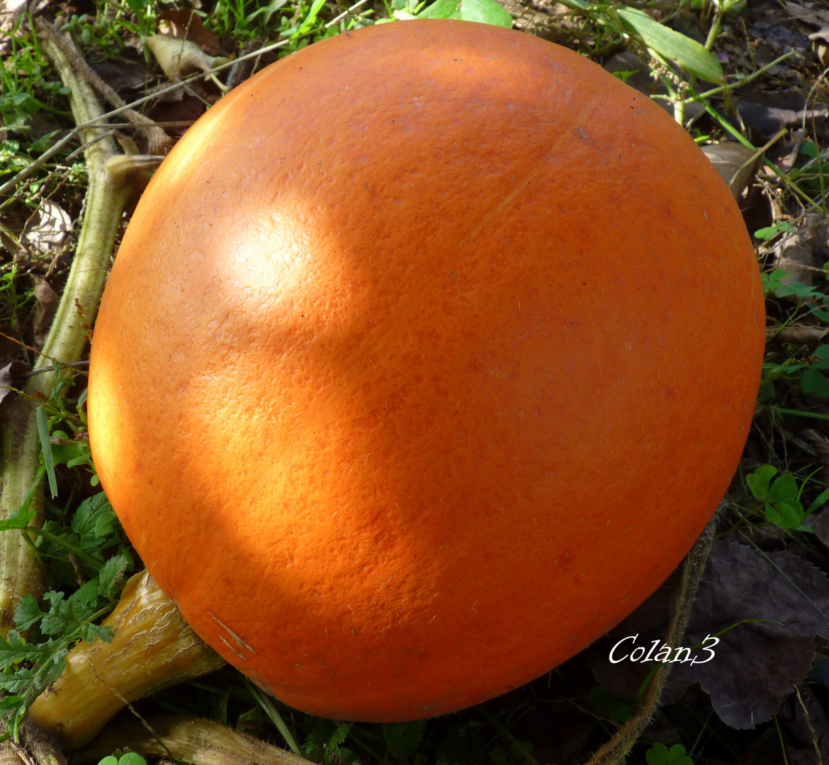 CALABAZA