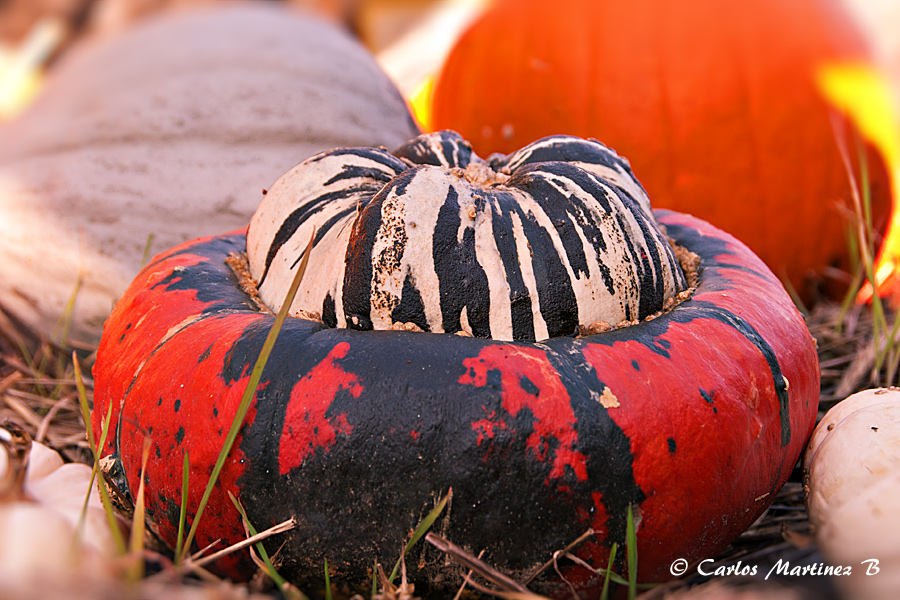 Calabaza time