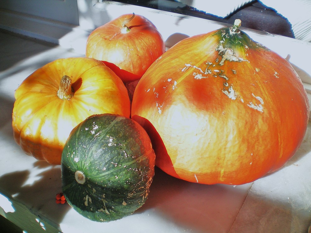 CALABAZAS