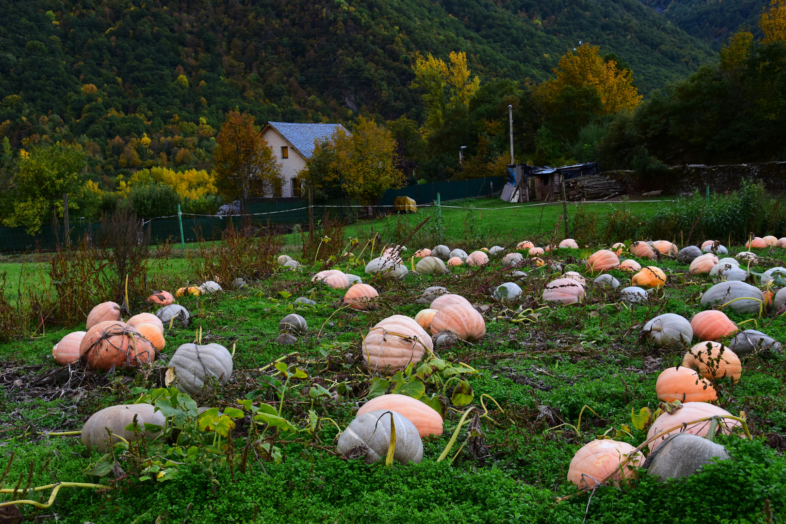 Calabazas en la Campiña