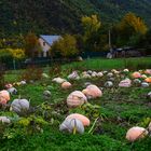 Calabazas en la Campiña