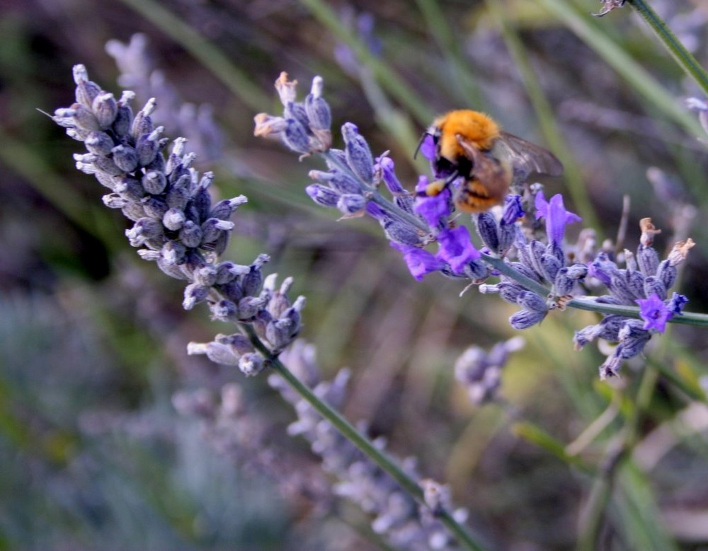 calabrone e lavanda