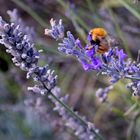 calabrone e lavanda