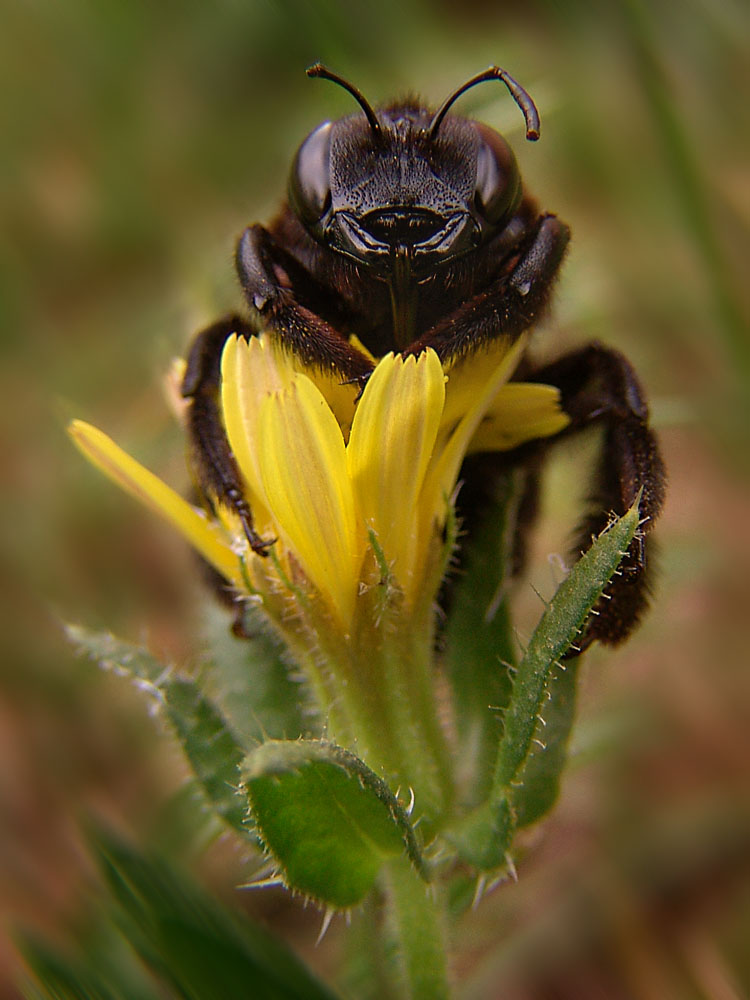 Calabrone nero