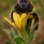 Calabrone nero