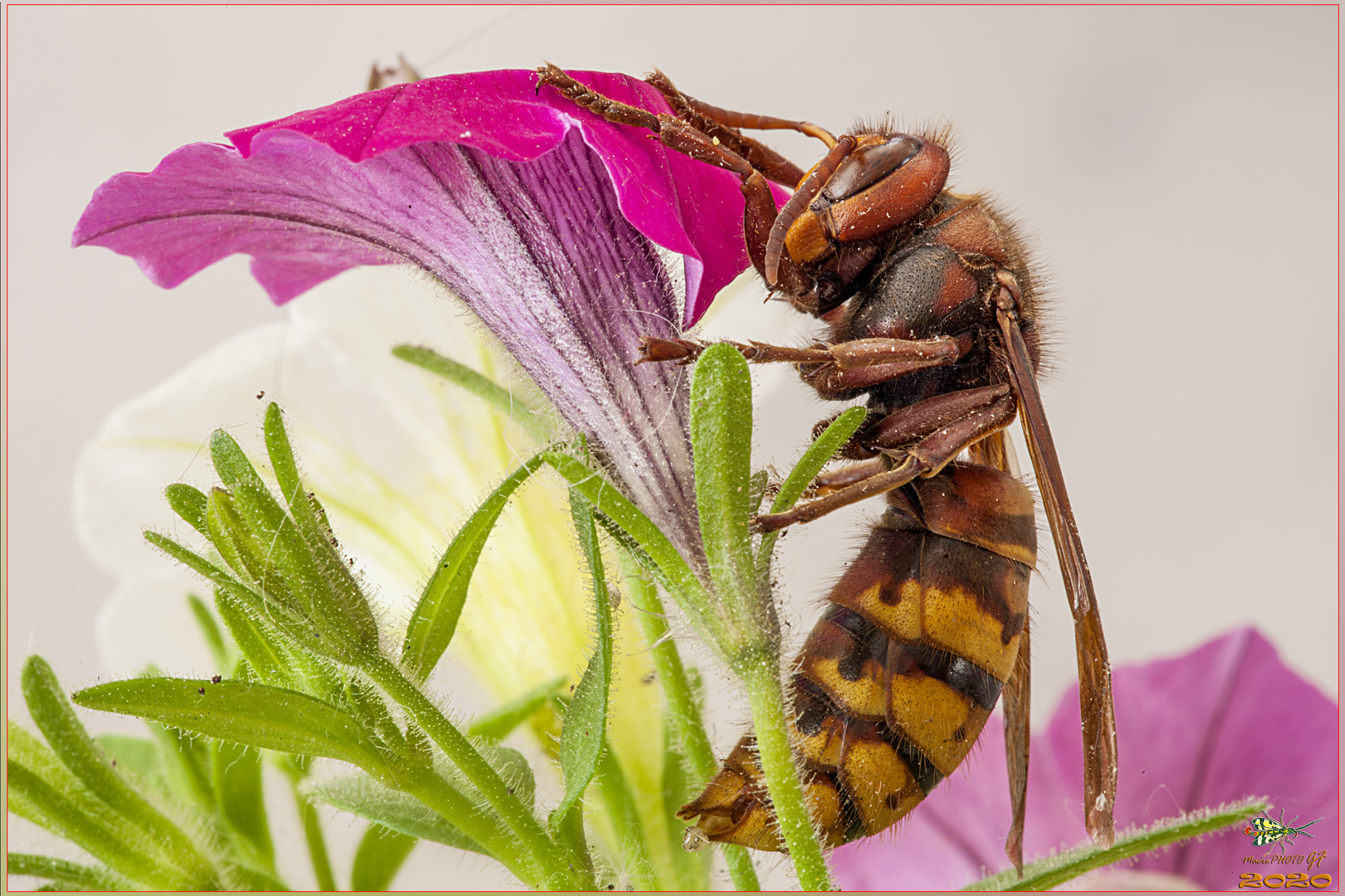 CALABRONE Vespa crabro Linnaeus, 1761 Un visitatore in'aspettato