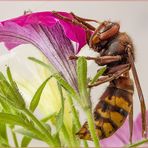 CALABRONE Vespa crabro Linnaeus, 1761 Un visitatore in'aspettato