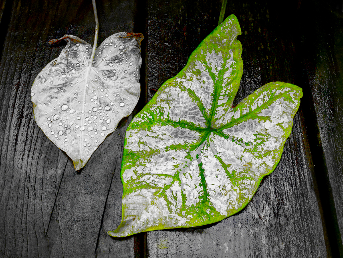 Caladium In the Rain