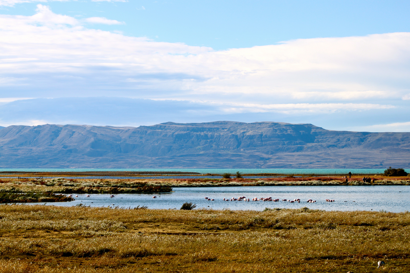 Calafate