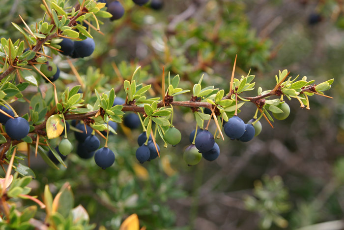 Calafate-Beeren