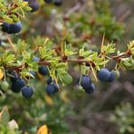 Calafate-Beeren