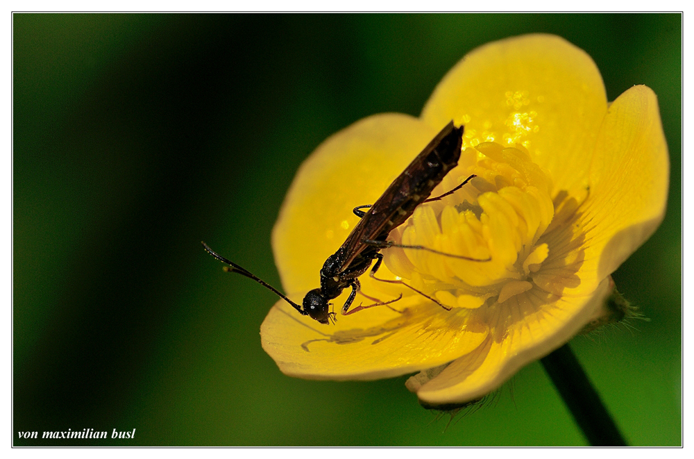 Calameuta filiformis auf einer Dotterblume