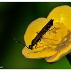 Calameuta filiformis auf einer Dotterblume