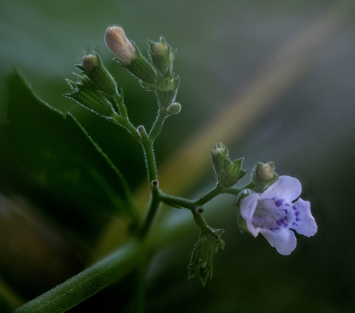 Calamintha - Steinquendel 