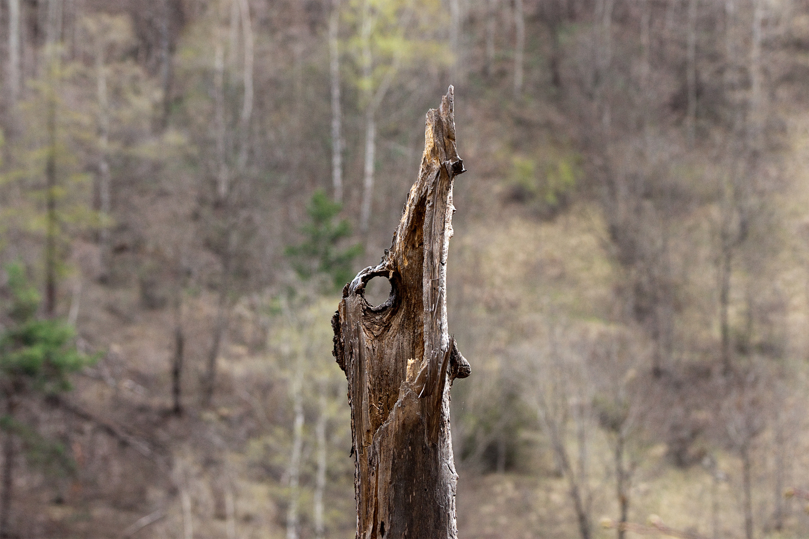 Calamità naturali....